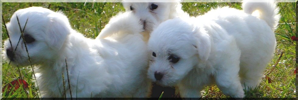 Origine coton de tulear