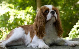 cavalier king charles bleinheim