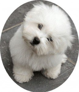 photo d un coton de tulear