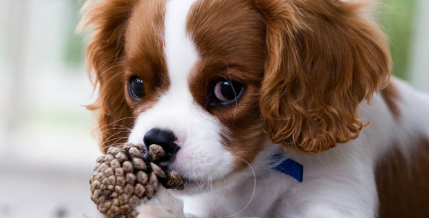 membre cavalier king charles