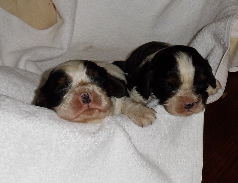2 chiots cavalier king charles tricolore