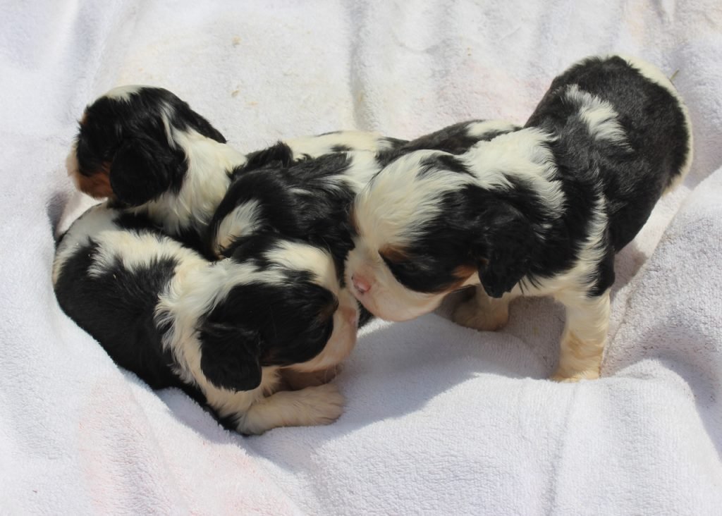 4 chiots cavalier king charles tricolore