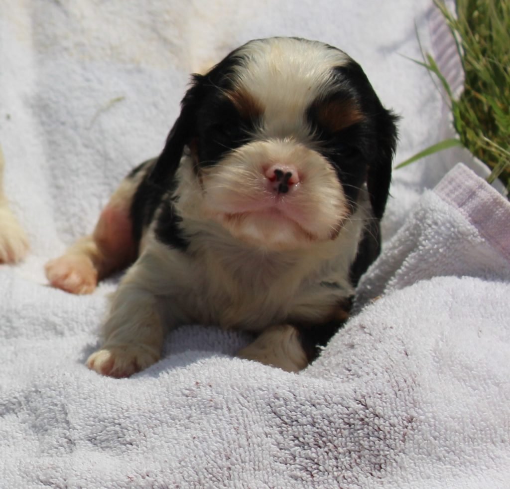 petite femelle cavalier king charles tricolore