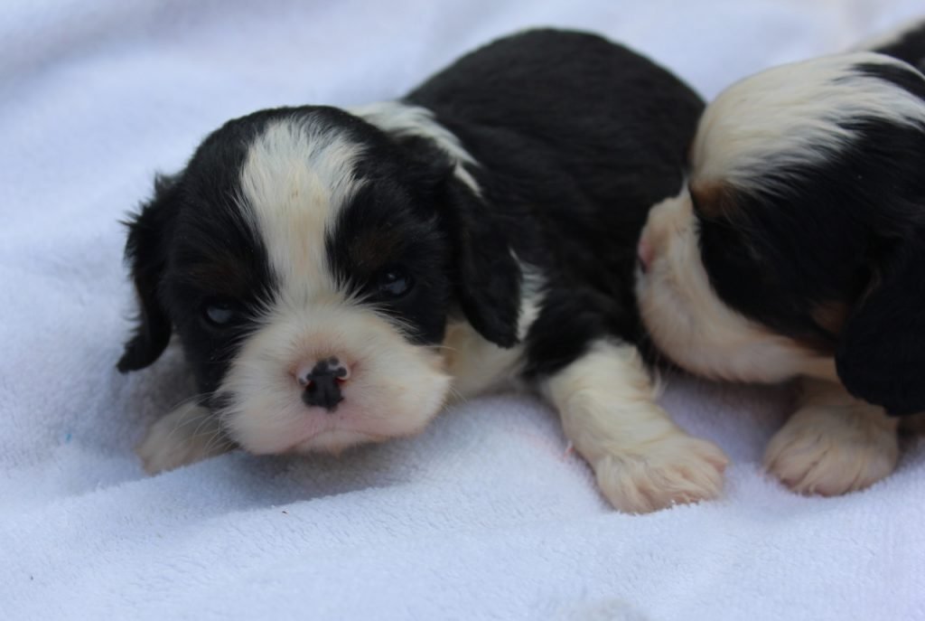 petit mâle cavalier king charle réservé